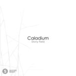 Caladium - Stony Field